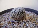 Turbinicarpus pseudopectinatus v. rubriflorus