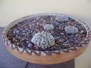 Astrophytum asterias cv. Super Kabuto, 4 ex.