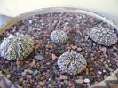 Astrophytum asterias cv. Super Kabuto, 4 ex.