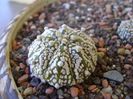 Astrophytum asterias cv. Super Kabuto
