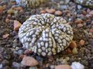 Astrophytum asterias cv. Super Kabuto