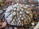 Astrophytum asterias cv. Super Kabuto