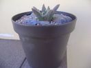 Ariocarpus retusus