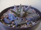 Ariocarpus retusus