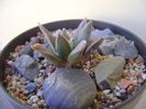 Ariocarpus retusus