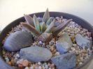 Ariocarpus retusus