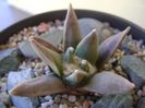 Ariocarpus retusus