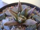 Ariocarpus retusus