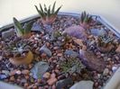 Grup de 7 Ariocarpus