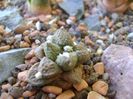 Ariocarpus fissuratus