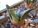 Ariocarpus retusus v. panarottoy