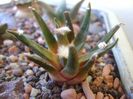 Ariocarpus agavoides