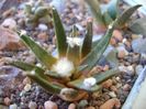 Ariocarpus agavoides