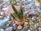 Ariocarpus fissuratus v. hintonii