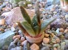 Ariocarpus fissuratus v. hintonii