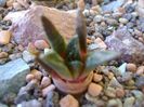 Ariocarpus fissuratus v. hintonii