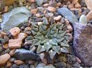 Ariocarpus kotschoubeyanus v. albiflorus