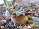 Ariocarpus kotschoubeyanus v. macdowellii
