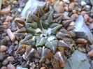 Ariocarpus kotschoubeyanus v. macdowellii