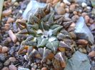 Ariocarpus kotschoubeyanus v. macdowellii