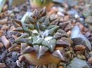 Ariocarpus kotschoubeyanus v. macdowellii