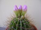 Acanthocalycium spiniflorum f. violaceum