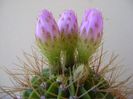 Acanthocalycium spiniflorum f. violaceum