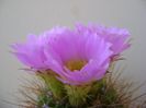 Acanthocalycium spiniflorum f. violaceum