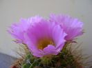 Acanthocalycium spiniflorum f. violaceum