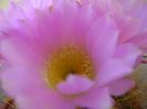 Acanthocalycium spiniflorum f. violaceum