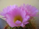 Acanthocalycium spiniflorum f. violaceum