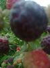 Tayberry Purple Raspberry,18.06.2017
