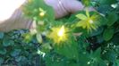 Hypericum_inodorum_Rheingold