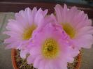 Acanthocalycium spiniflorum f. violaceum