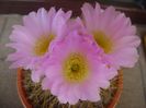 Acanthocalycium spiniflorum f. violaceum