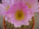 Acanthocalycium spiniflorum f. violaceum
