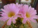 Acanthocalycium spiniflorum f. violaceum