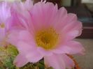 Acanthocalycium spiniflorum f. violaceum