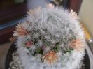 Mammillaria bocasana cv. multilanata