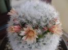 Mammillaria bocasana cv. multilanata