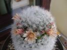 Mammillaria bocasana cv. multilanata