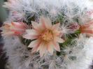 Mammillaria bocasana cv. multilanata