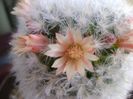 Mammillaria bocasana cv. multilanata