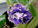 Floare violeta Buntar