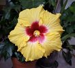 Boreas Yellow ?