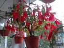 Begonia boliviensis