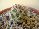 Mammillaria schumannii v. globosa