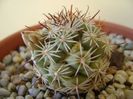 Mammillaria schumannii v. globosa