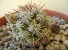 Mammillaria schumannii v. globosa