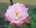 valynedelcu@yahoo.com peisaje0063
